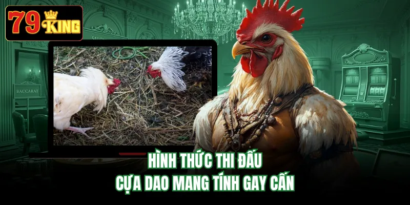Hình thức thi đấu cựa dao mang tính gay cấn